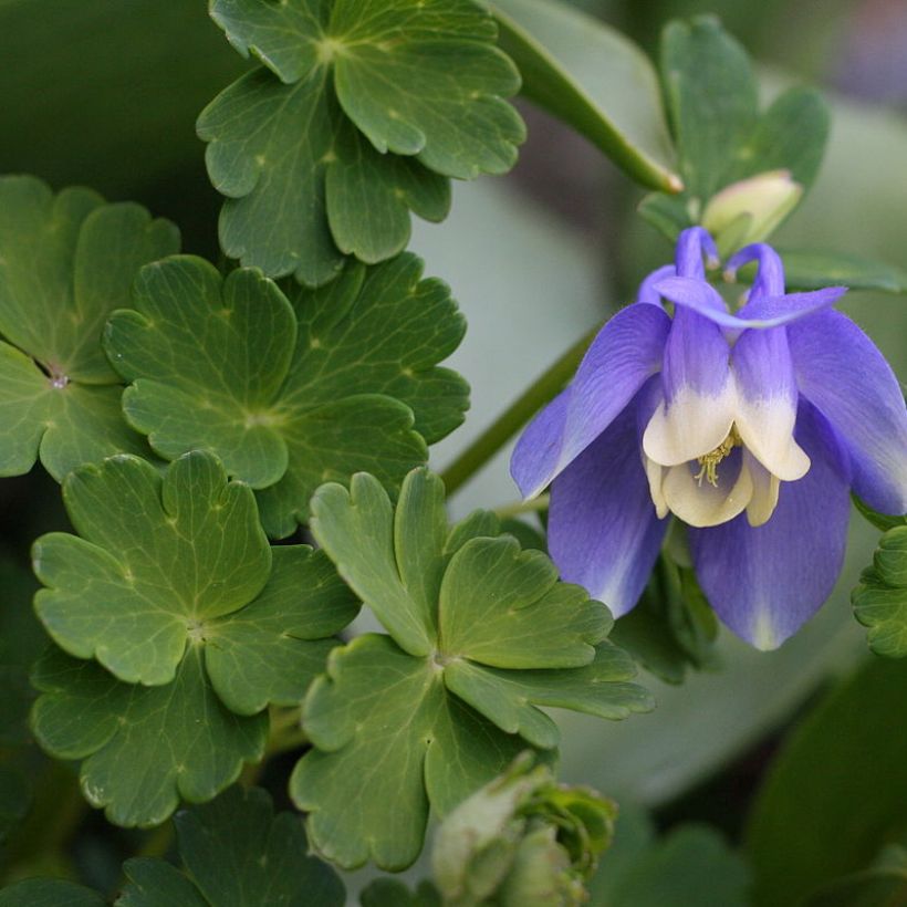 Aquilegia sibirica (Follaje)