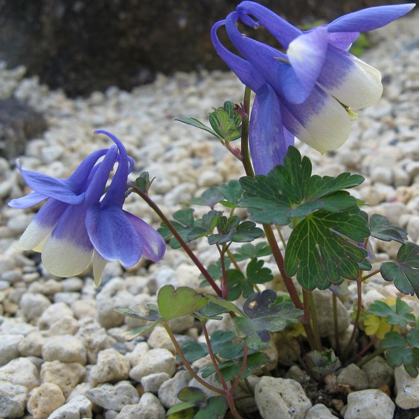 Aquilegia sibirica (Porte)