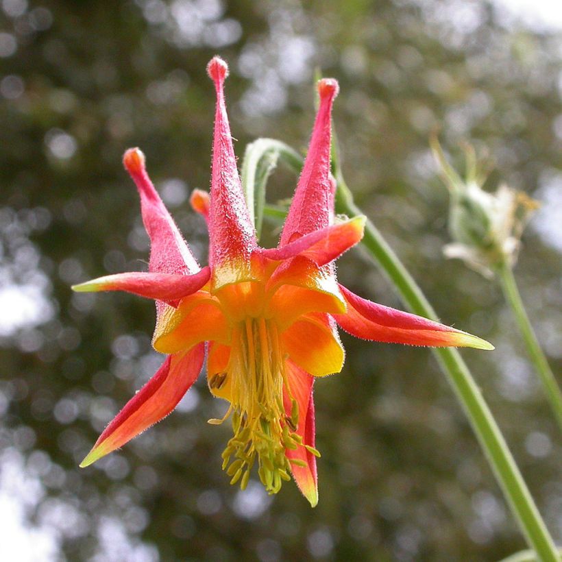 Aquilegia skinneri (Floración)