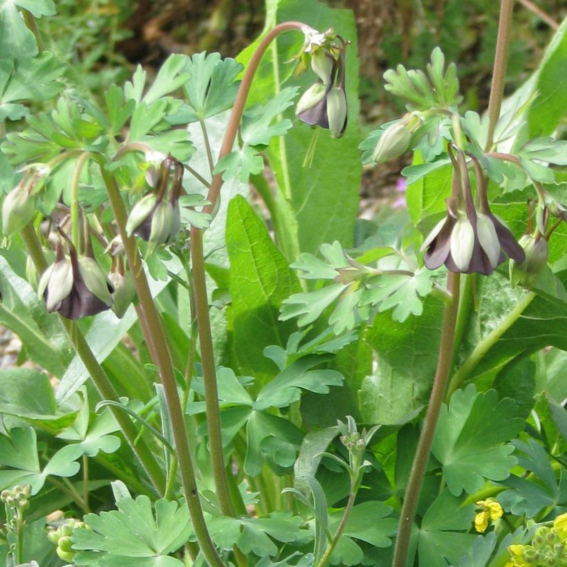 Aquilegia viridiflora (Porte)