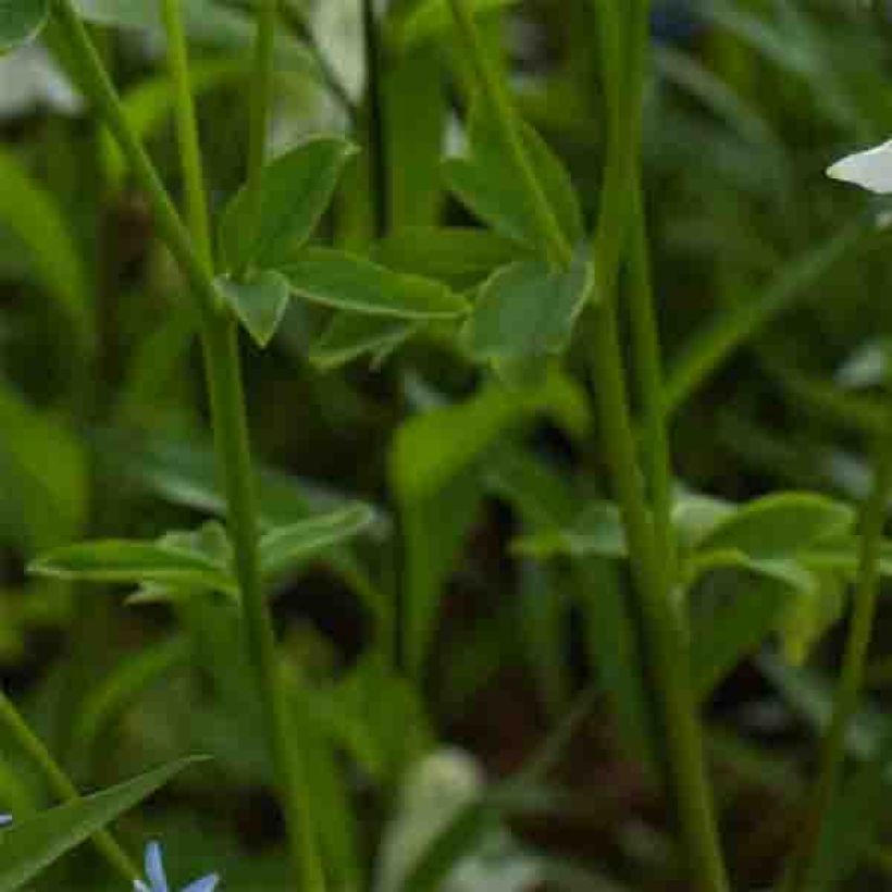 Aquilegia Munstead White (Follaje)