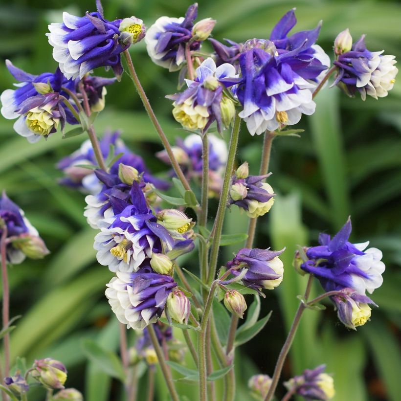 Aquilegia vulgaris Winky Blue White (Porte)