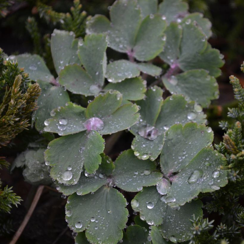 Aquilegia White Barlow (Follaje)