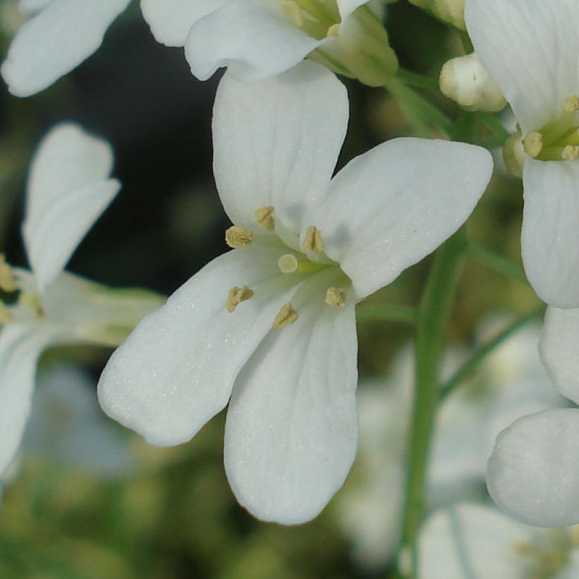 Arabis ferdinandi-coburgii Old Gold (Floración)