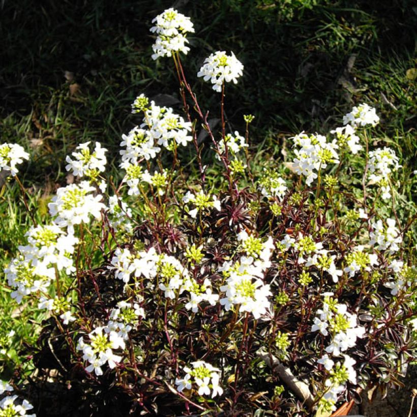 Arabis ferdinandi-coburgii (Floración)