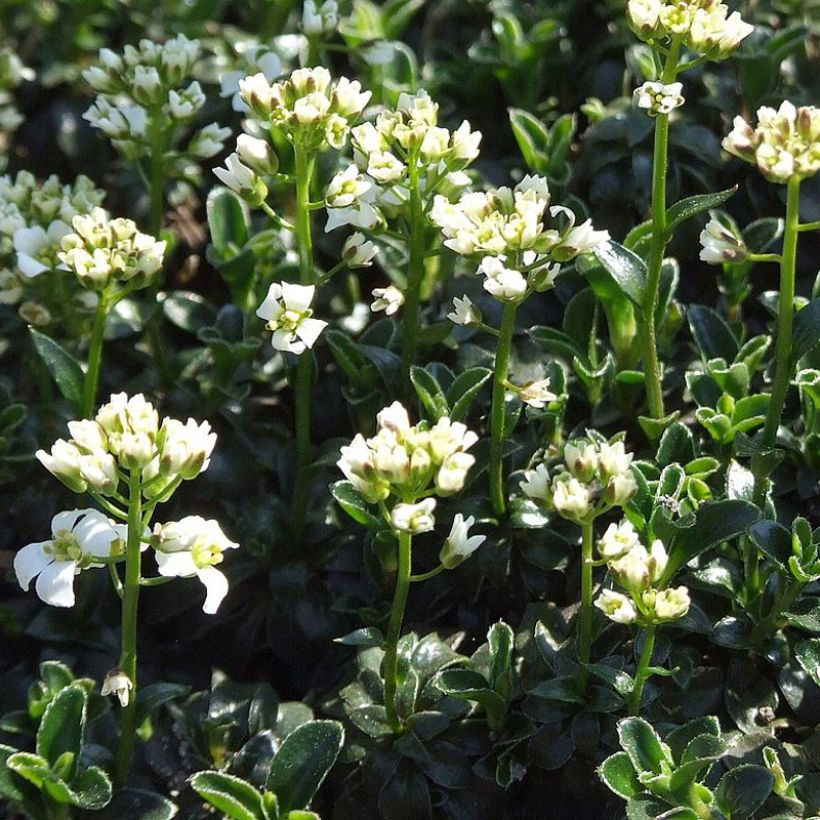 Arabis ferdinandi-coburgii (Porte)