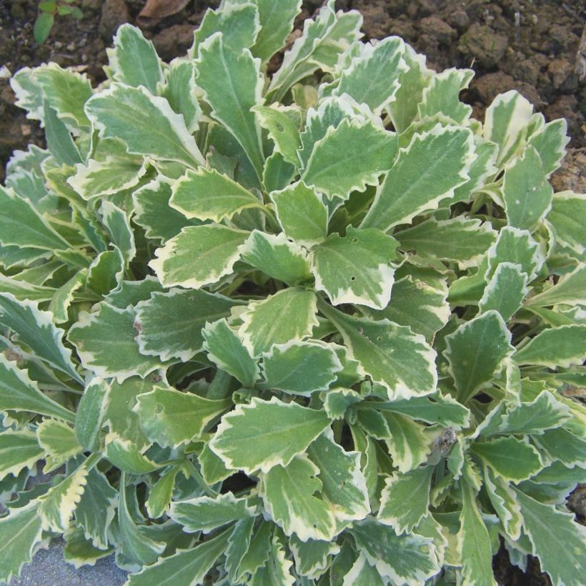 Arabis caucasica Variegata (Follaje)