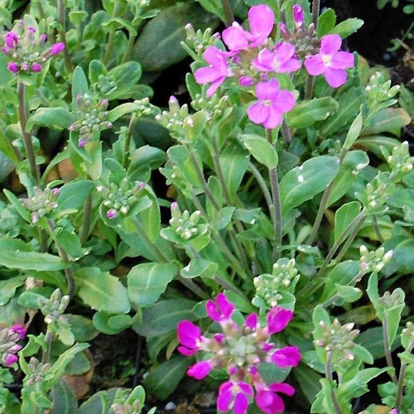 Arabis blepharophylla Frühlingzauber (Follaje)