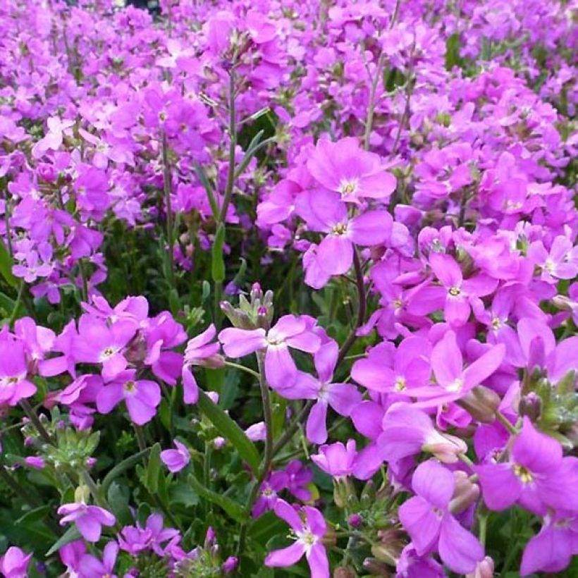 Arabis blepharophylla Frühlingzauber (Floración)