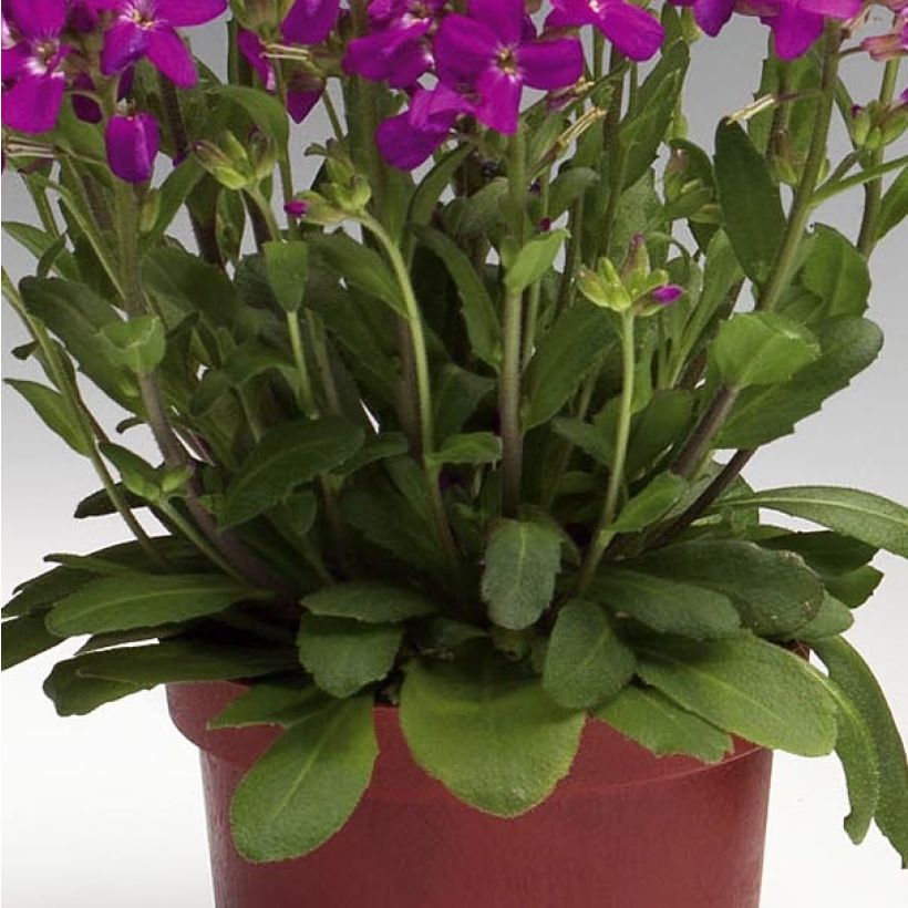 Arabis blepharophylla Rose Delight (Follaje)