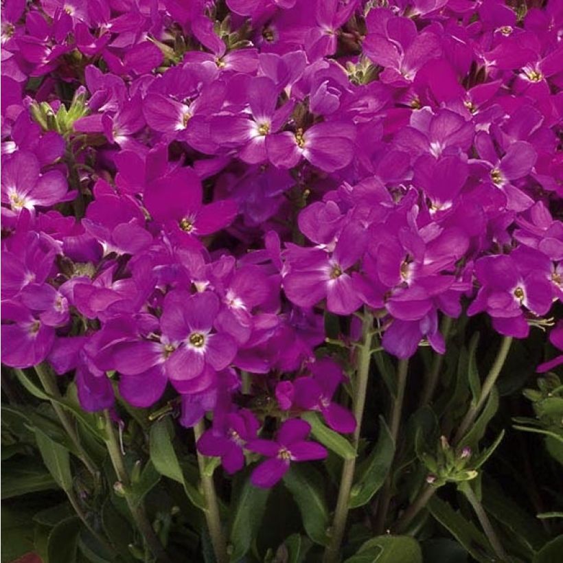 Arabis blepharophylla Rose Delight (Floración)