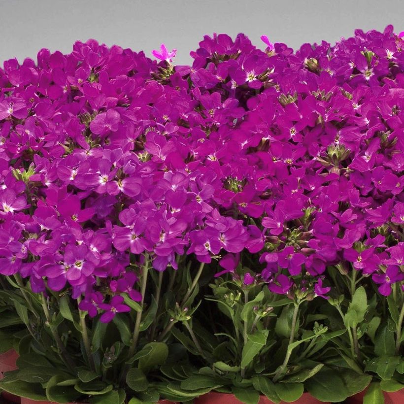 Arabis blepharophylla Rose Delight (Porte)