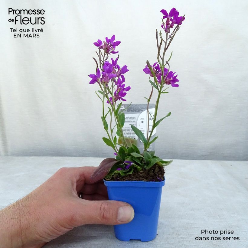 Arabis blepharophylla Rose Delight - Arabette de Californie Godet de 7cm Ejemplar entregado en invierno