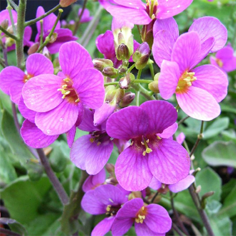 Arabis caucasica Pinkie (Floración)