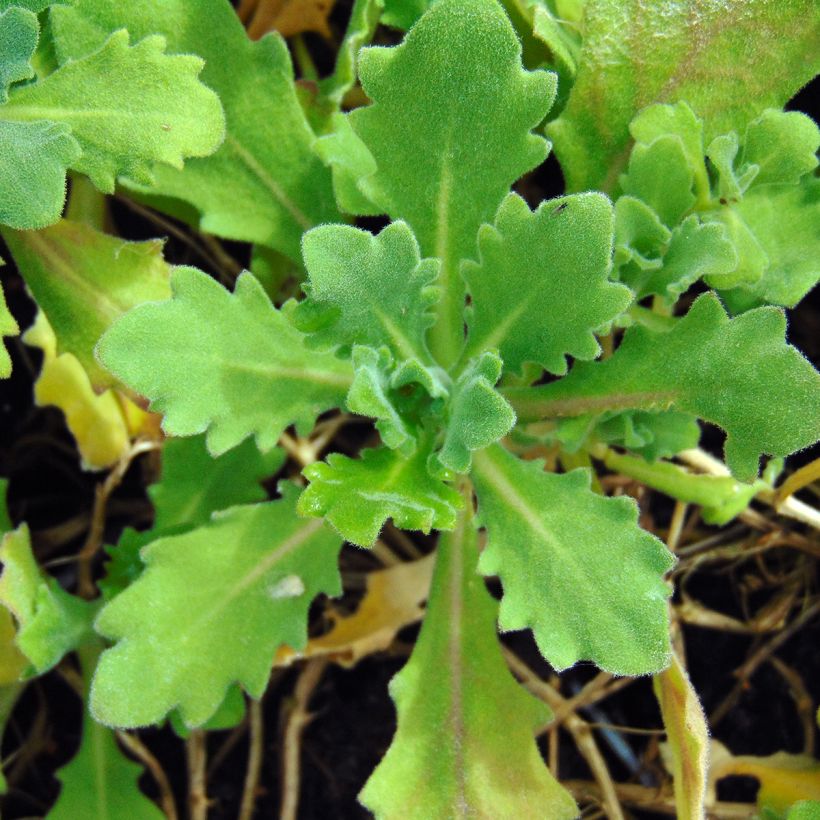 Arabis caucasica Pinkie (Follaje)