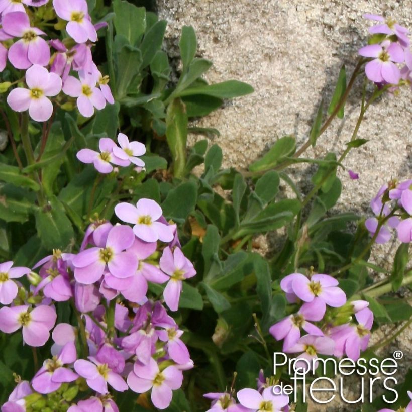 Arabis caucasica Rosea (Follaje)