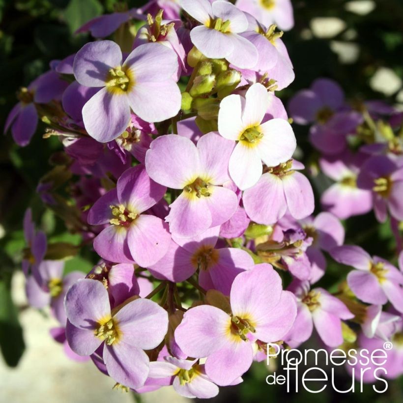 Arabis caucasica Rosea (Floración)