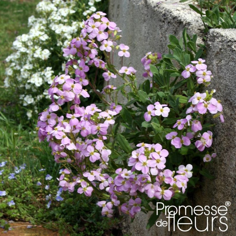 Arabis caucasica Rosea (Porte)