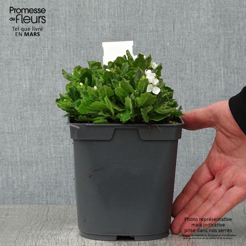 Arabis caucasica Alabaster - Pot de 2L/3L Ejemplar entregado en invierno