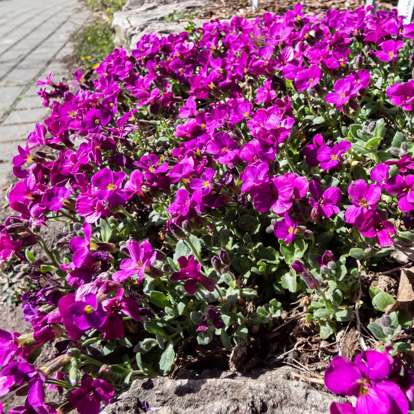 Arabis caucasica Aubris Deep Rose (Porte)