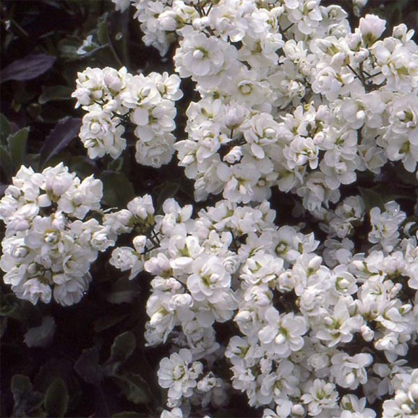 Arabis caucasica Plena (Floración)