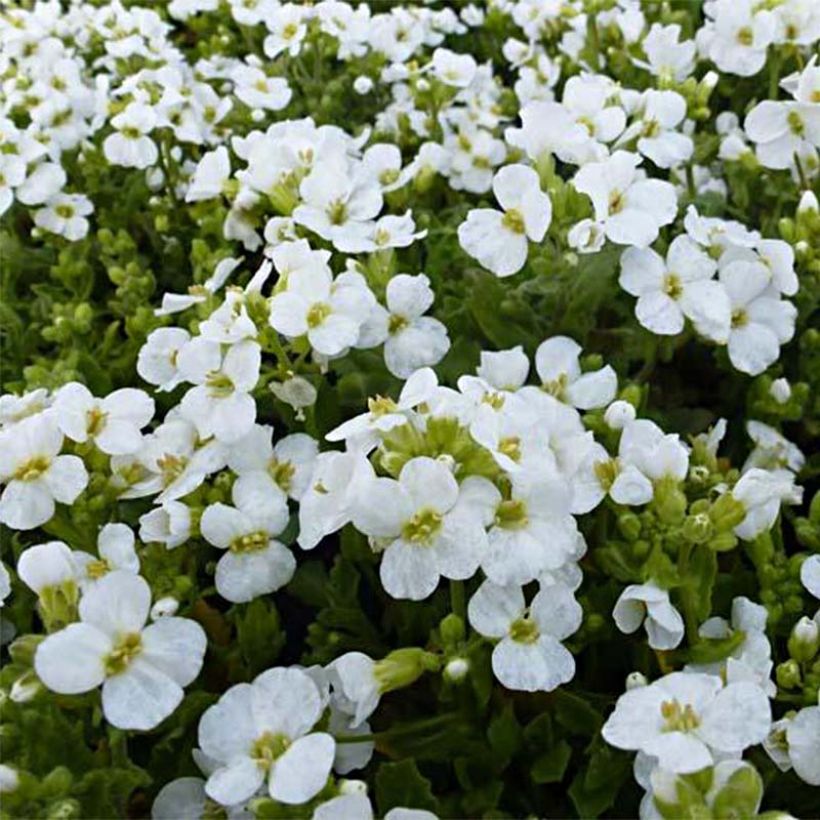 Arabis caucasica Snowcap (Floración)