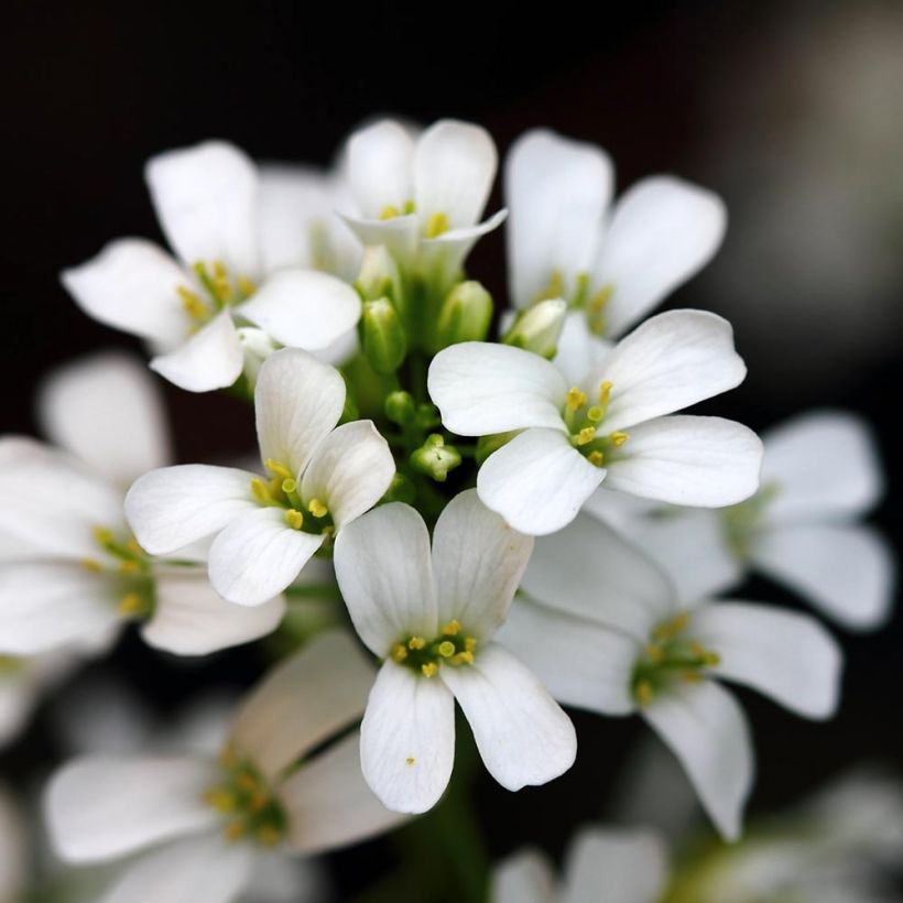 Arabis procurrens Neuschnee (Floración)