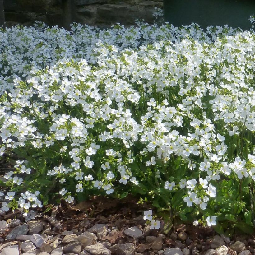 Arabis procurrens Neuschnee (Porte)