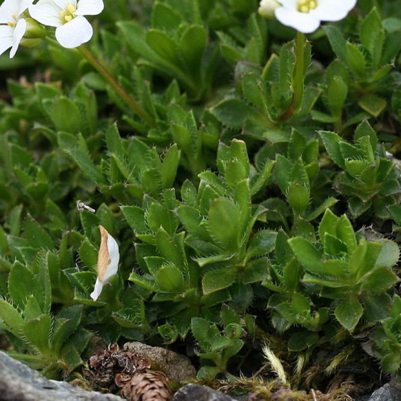 Arabis scopoliana (Follaje)