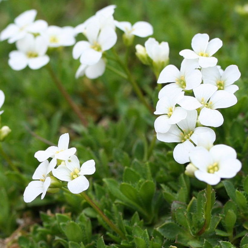 Arabis scopoliana (Floración)