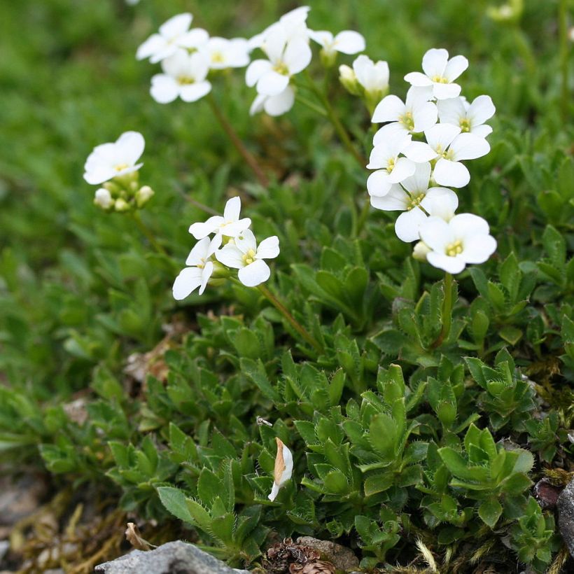 Arabis scopoliana (Porte)