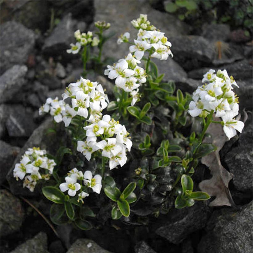 Arabis suendermannii (Floración)