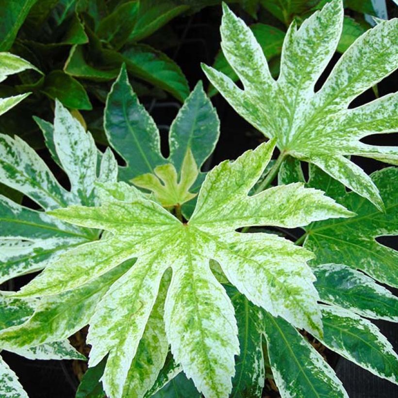 Fatsia japonica Spider's Web (Follaje)