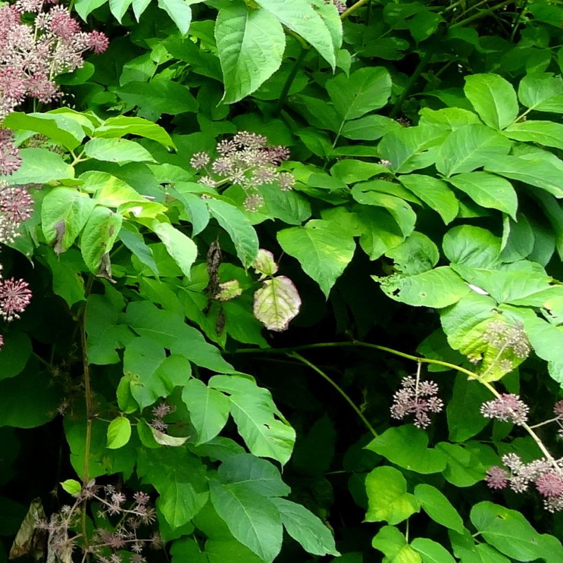 Aralia californica (Follaje)