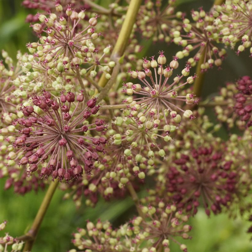 Aralia californica (Floración)