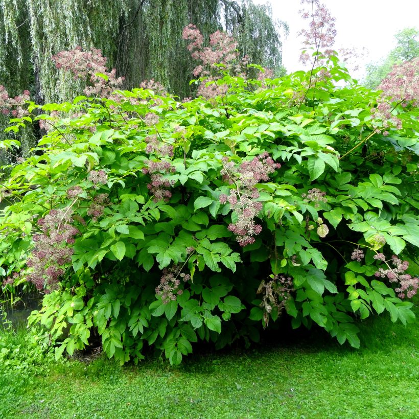 Aralia californica (Porte)