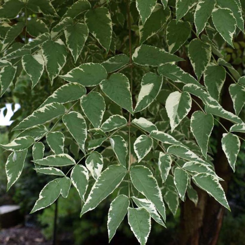 Arbol de angélica japonés - Aralia elata Silver Umbrella (Follaje)