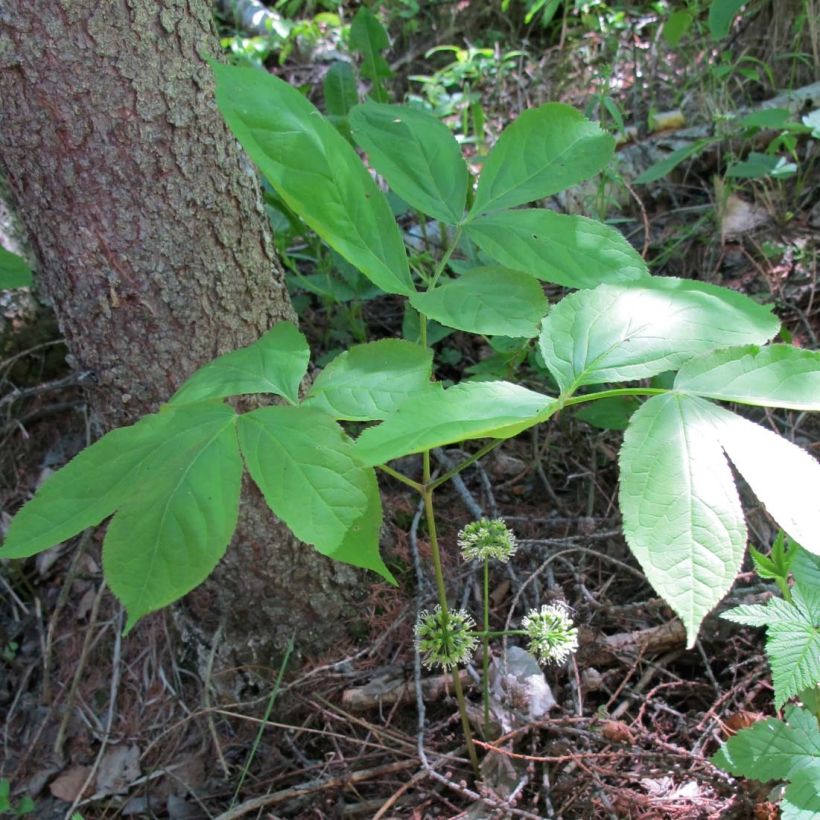 Aralia nudicaulis (Follaje)