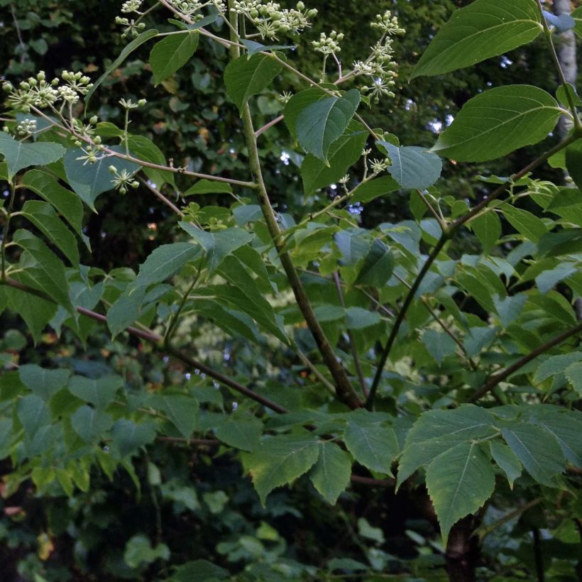 Aralia spinosa (Follaje)