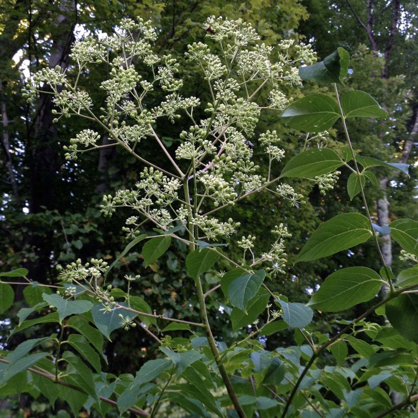 Aralia spinosa (Porte)