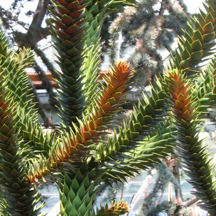 Araucaria araucana - Araucana (Follaje)