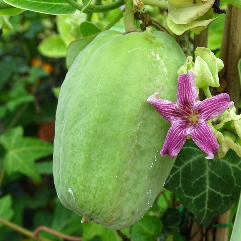 Araujia sericifera - Jazmín de Tucumán​ (Cosecha)