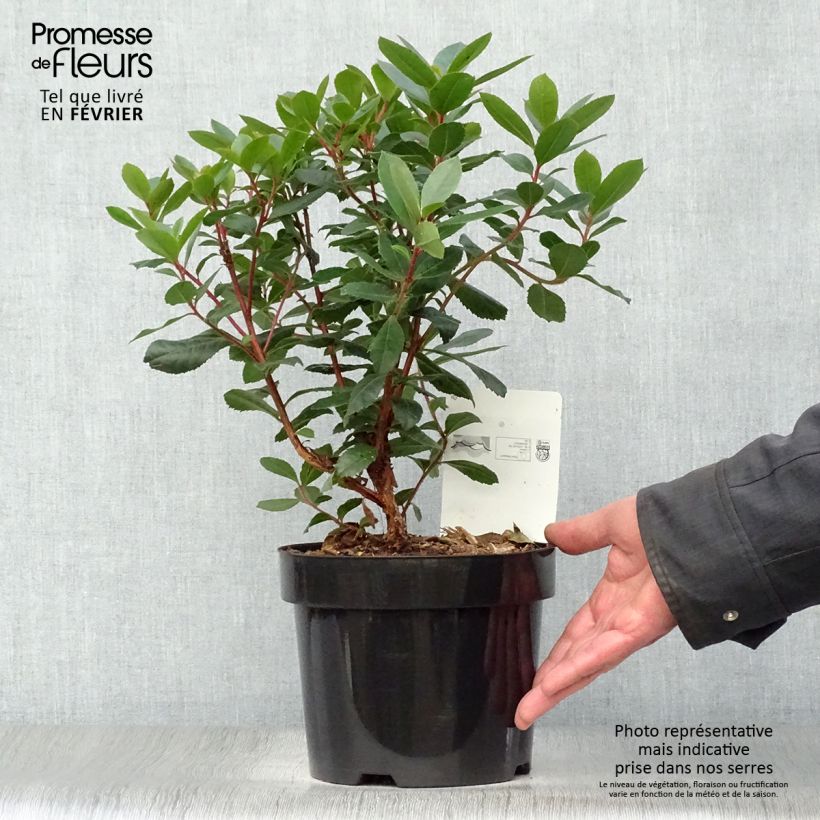 Arbutus unedo - Arbousier en pot de 3L Ejemplar entregado en invierno