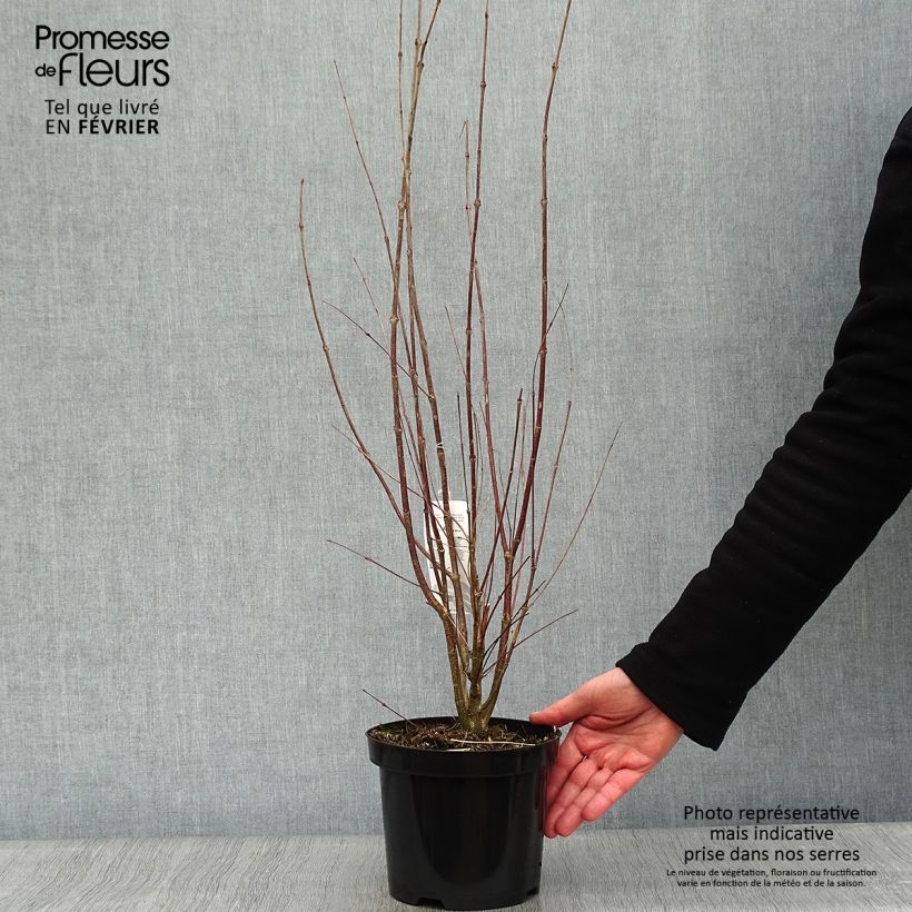 Arbre à caramel - Cercidiphyllum japonicum en pot de 3/4L Ejemplar entregado en invierno