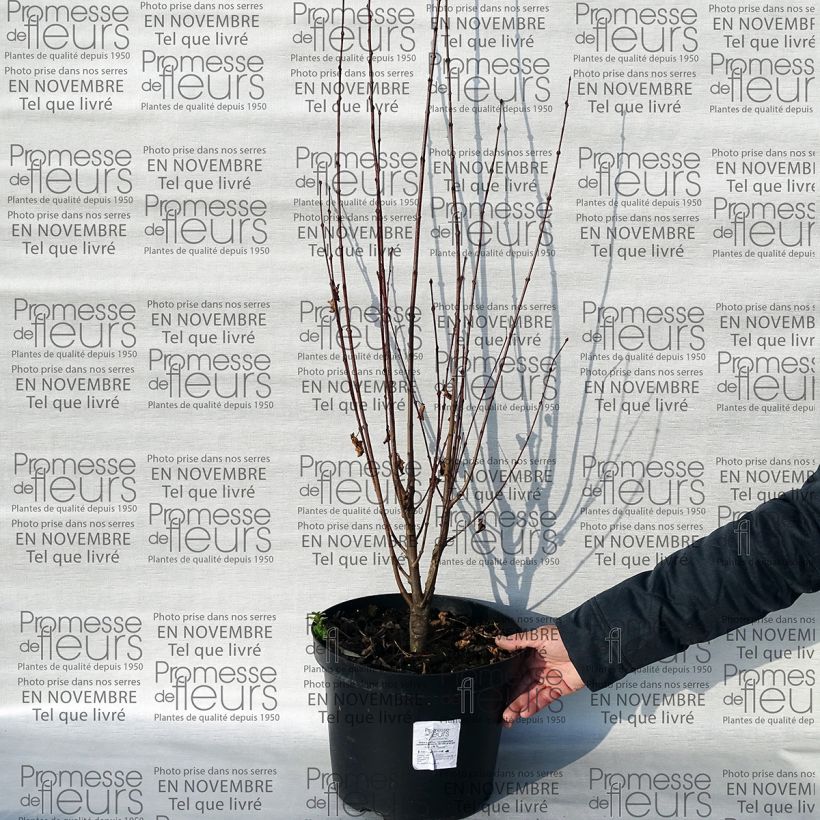 Ejemplo de ejemplar de Arbre au caramel - Cercidiphyllum japonicum Rotfuchs 80/100cm en pot de 15L  tal y como se entrega