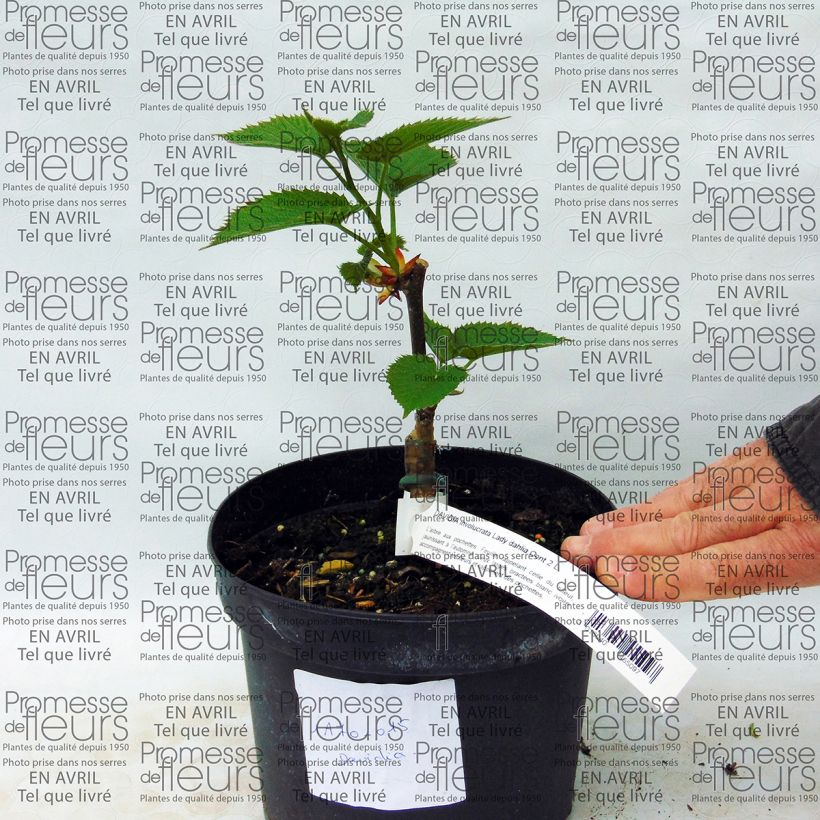 Ejemplo de ejemplar de Arbre aux mouchoirs - Davidia involucrata Lady Sunshine Pot de 2L/3L tal y como se entrega