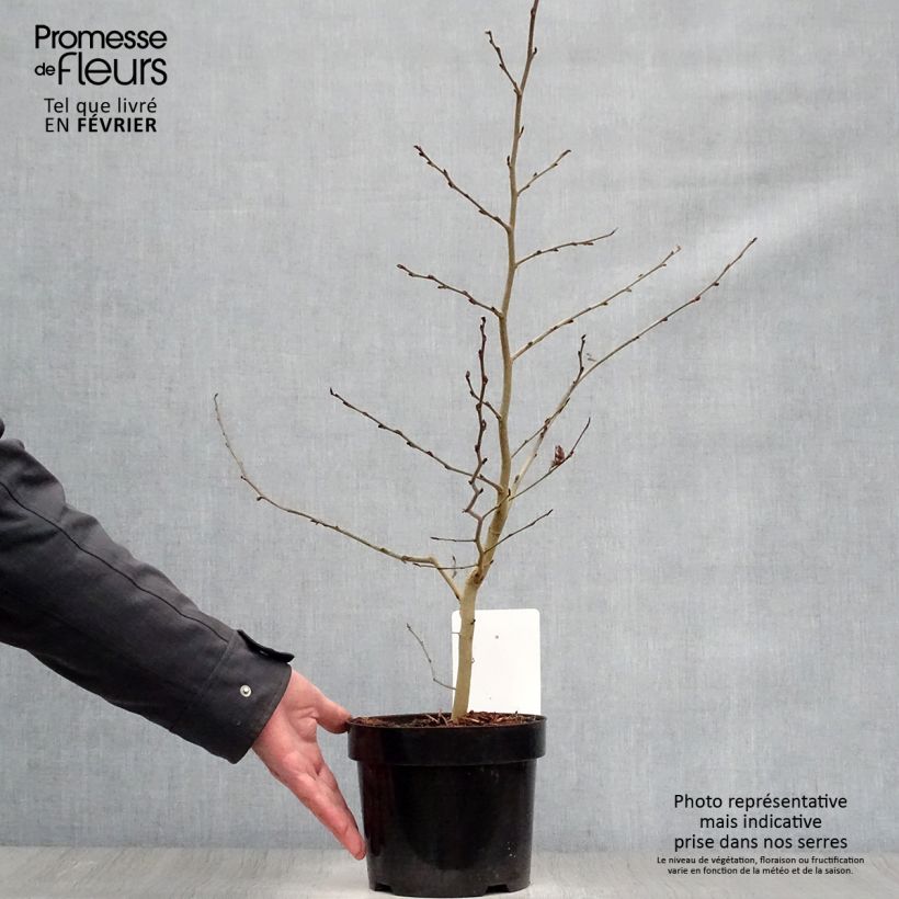 Arbre de fer - Parrotia persica en pot de 3L/4L Ejemplar entregado en invierno