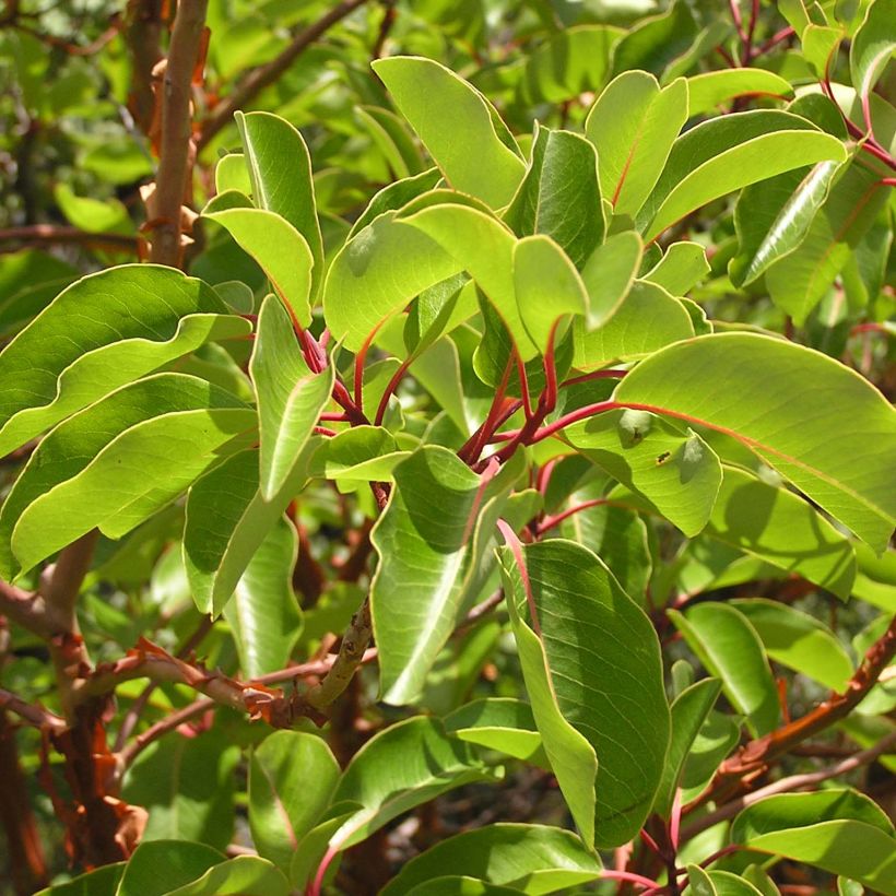 Madroño - Arbutus andrachne (Follaje)