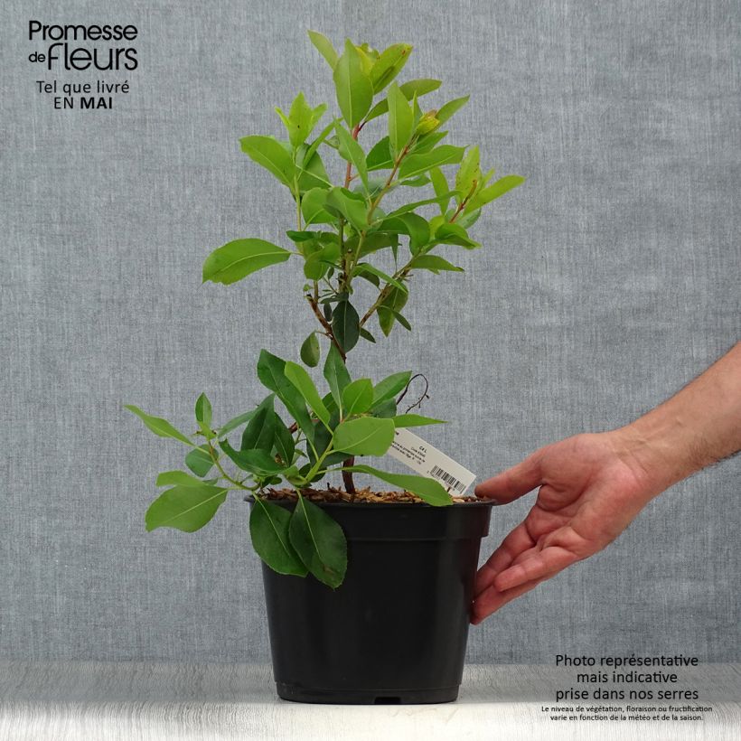 Arbutus andrachne - Arbousier de Chypre Pot de 4L/5L Ejemplar entregado en la primavera