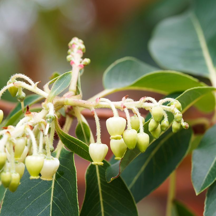 Madroño - Arbutus andrachne (Floración)